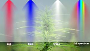 Photosynthesis Enhancement