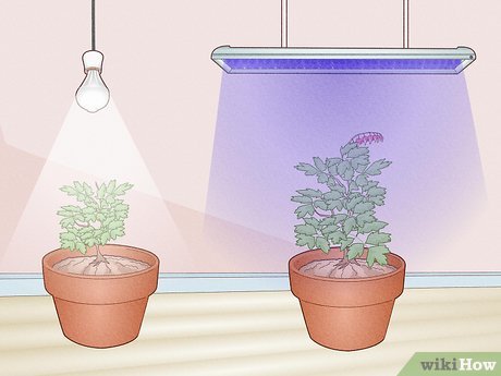 Does Led Lighting Help Plants Grow?