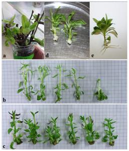 LED Grow Lights